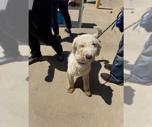 Sheepadoodle Dogs for adoption in Sebec, ME, USA