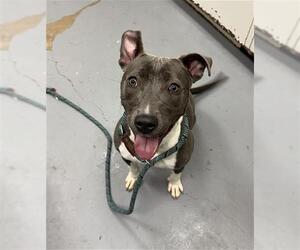 Mutt Dogs for adoption in Peoria, IL, USA