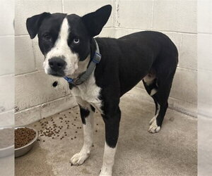 Mutt Dogs for adoption in San Bernardino, CA, USA