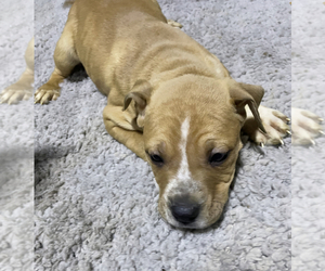 Bullboxer Pit-Cane Corso Mix Puppy for sale in DETROIT, MI, USA