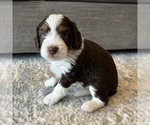 Small Photo #10 Australian Mountain Dog Puppy For Sale in CULPEPER, VA, USA