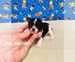 Small Photo #4 YorkiePoo Puppy For Sale in WINNSBORO, LA, USA