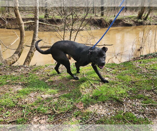 Medium Photo #3 Labrador Retriever-Unknown Mix Puppy For Sale in Woodsfield, OH, USA