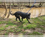 Small #2 Labrador Retriever Mix