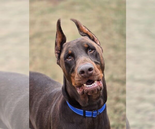 Medium Photo #1 Doberman Pinscher Puppy For Sale in Social Circle, GA, USA