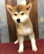 Small Photo #16 Shiba Inu Puppy For Sale in LOS ANGELES, CA, USA
