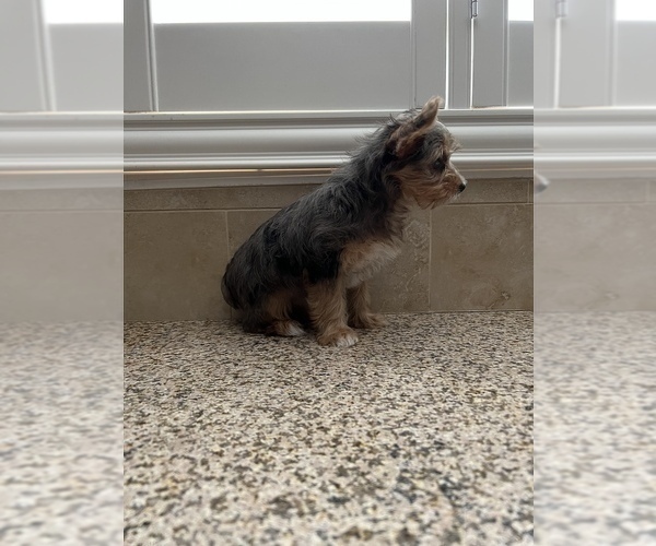 Medium Photo #4 Yorkshire Terrier Puppy For Sale in JURUPA VALLEY, CA, USA