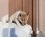 Small Photo #2 Siberian Husky Puppy For Sale in SAINT JOSEPH, MN, USA