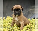 Small Boxer