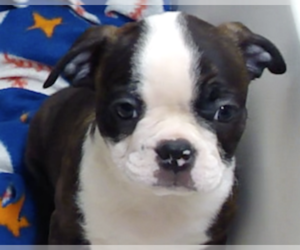 Boston Terrier Puppy for sale in ALTOONA, KS, USA