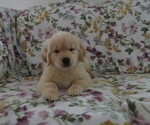 Small #2 Golden Retriever