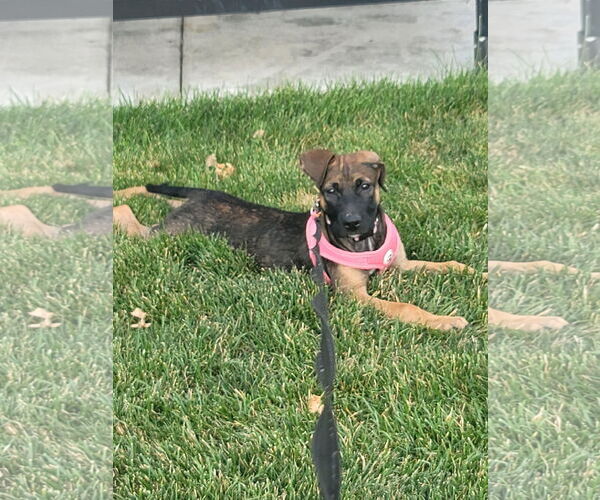 Medium Photo #1 Bullboxer Pit Puppy For Sale in MIDWAY, UT, USA