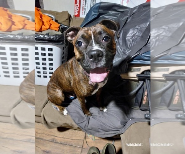 Medium Photo #9 Boxer Puppy For Sale in Burnsville, MN, USA