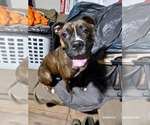 Small #8 Boxer