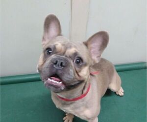 French Bulldog Puppy for sale in UPLAND, CA, USA