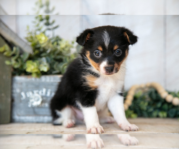 Medium Photo #2 Fox Terrier (Toy) Puppy For Sale in SUGARCREEK, OH, USA