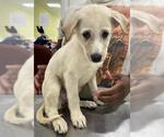 Small Labrador Retriever Mix