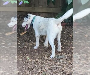 Pointer Dogs for adoption in San Antonio, TX, USA