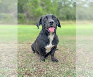 Basset Hound-Retriever  Mix Dogs for adoption in PIPE CREEK, TX, USA