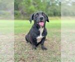 Small Basset Hound-Retriever Mix