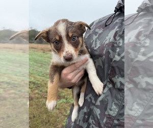 Medium Border Collie-Texas Heeler Mix
