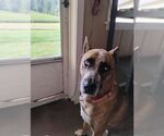Small #2 German Shepherd Dog Mix