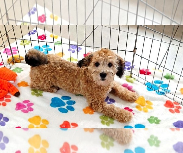 Medium Photo #5 Havapoo Puppy For Sale in ORO VALLEY, AZ, USA