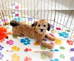 Rex - Male Havapoo Puppy for Sale - Photo #5