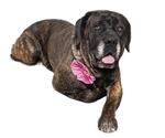 Small #3 Bullmastiff