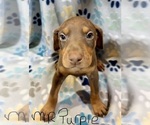 Puppy Mr Purple Doberman Pinscher