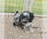 Puppy Eddie Cavapoo