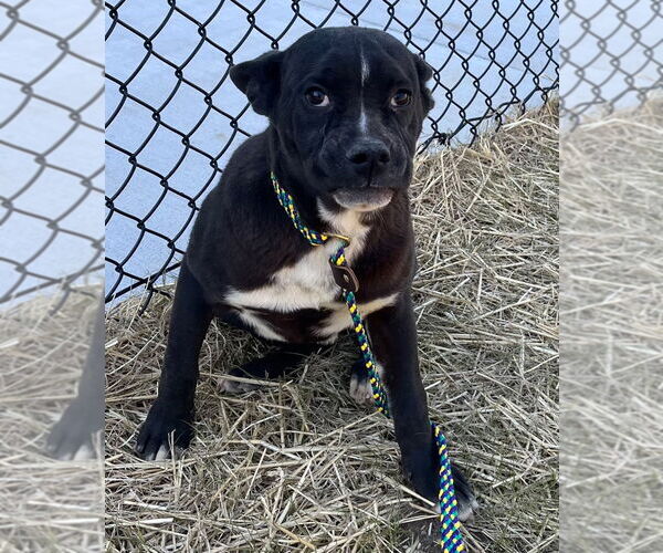 Medium Photo #3 Mutt Puppy For Sale in Tarboro, NC, USA