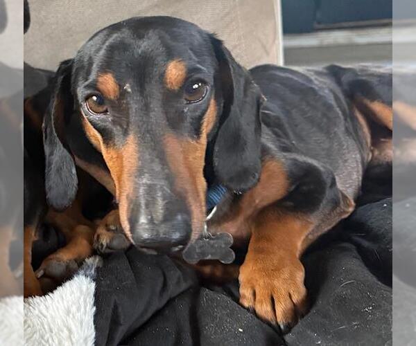 Medium Photo #2 Dachshund Puppy For Sale in Los Angeles, CA, USA