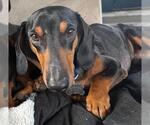 Small #1 Dachshund
