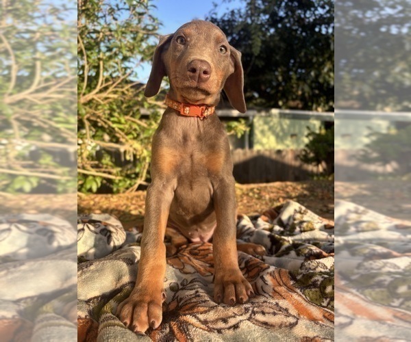 Medium Photo #11 Doberman Pinscher Puppy For Sale in ONTARIO, CA, USA