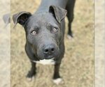 Small Photo #1 American Staffordshire Terrier Puppy For Sale in Houston, TX, USA
