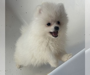 Pomeranian Puppy for sale in ANTELOPE, CA, USA