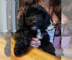 Puppy Puppy 3 YorkiePoo