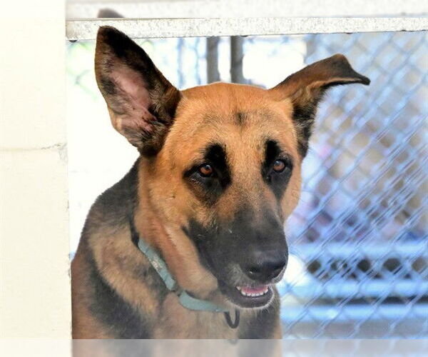 Medium Photo #1 German Shepherd Dog Puppy For Sale in Ocala, FL, USA
