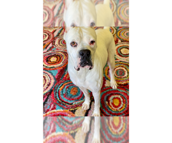 Medium Photo #9 Boxer Puppy For Sale in Austin, TX, USA
