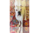 Small Photo #9 Boxer Puppy For Sale in Austin, TX, USA