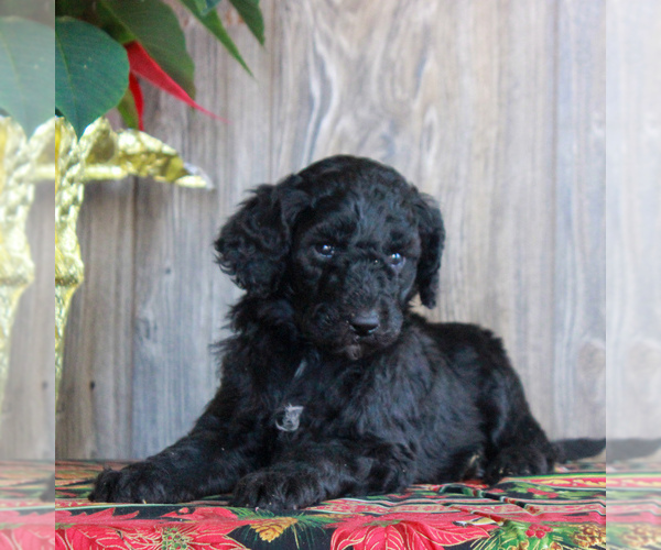 Medium Photo #4 Goldendoodle-Poodle (Standard) Mix Puppy For Sale in HONEY BROOK, PA, USA