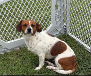 Chihuahua-Unknown Mix Dogs for adoption in Holly Springs, NC, USA