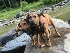 Small Beagle-German Shepherd Dog Mix