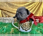 Small #75 French Bulldog