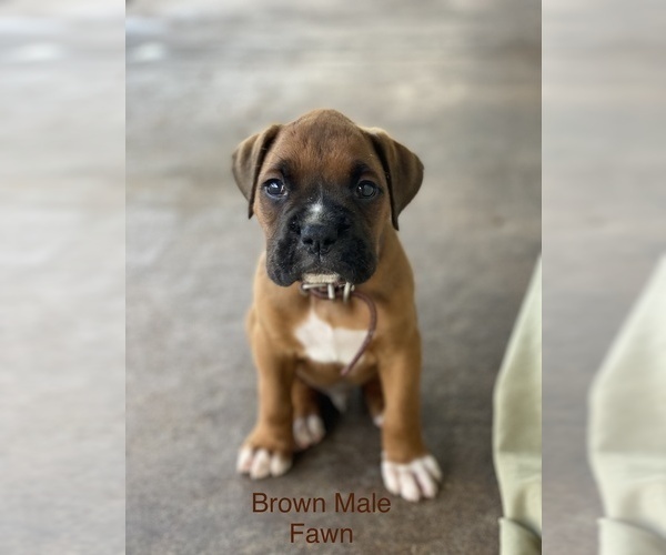 Medium Photo #6 Boxer Puppy For Sale in WAUCHULA, FL, USA