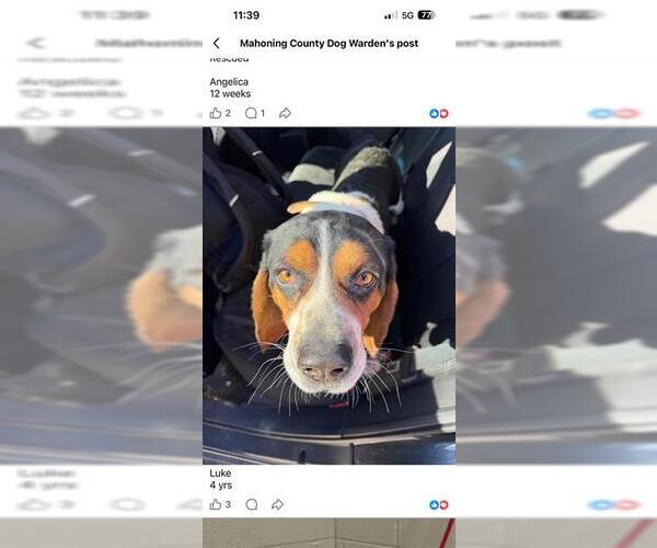 Medium Photo #1 Bagle Hound Puppy For Sale in Canfield, OH, USA