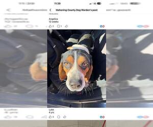 Bagle Hound Dogs for adoption in Canfield, OH, USA