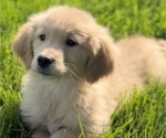 Small Photo #2 Golden Retriever Puppy For Sale in EDWARDSBURG, MI, USA