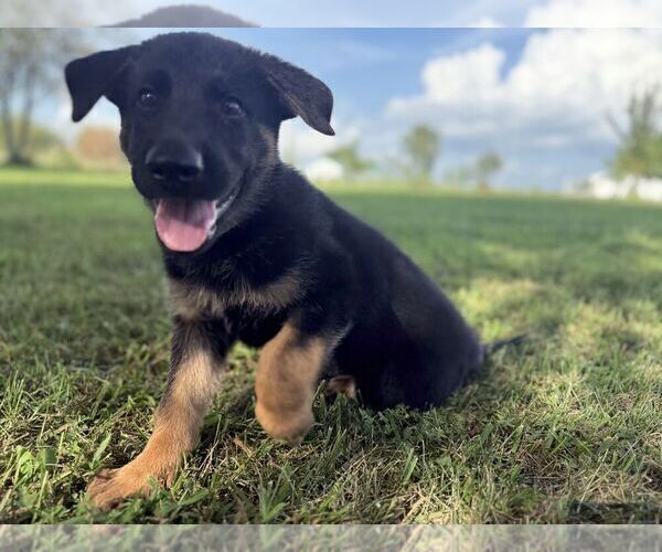 Medium Photo #19 German Shepherd Dog Puppy For Sale in HOLDEN, MO, USA